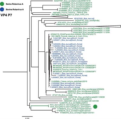 Identification and characterization of porcine Rotavirus A in Chilean swine population